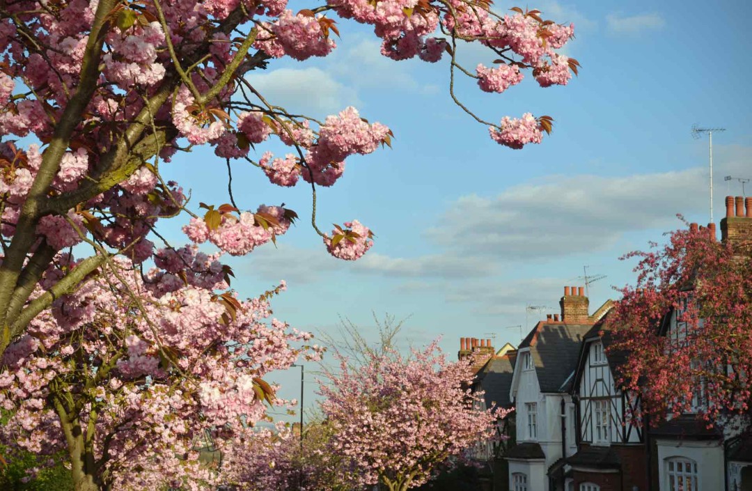 Blossom tree